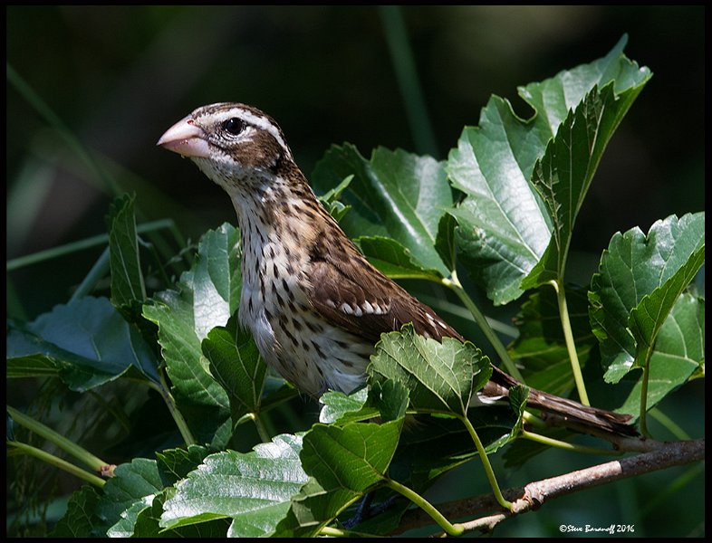 _6SB2106 rose-breasted grosbeak female.jpg